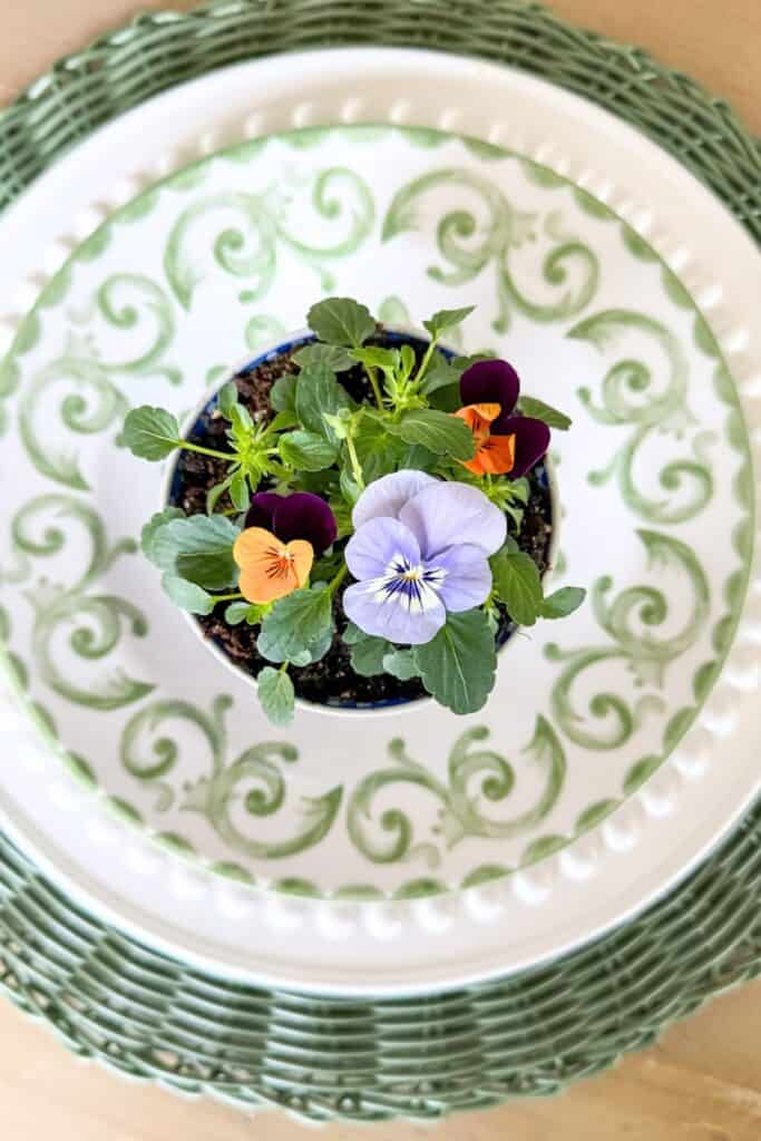 small potted pansies used as a spring place setting centerpiece on a green patterned plate with a woven charger