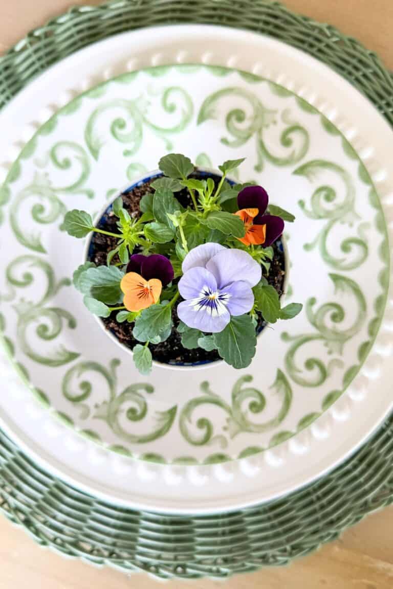 small potted pansies used as a spring place setting centerpiece on a green patterned plate with a woven charger