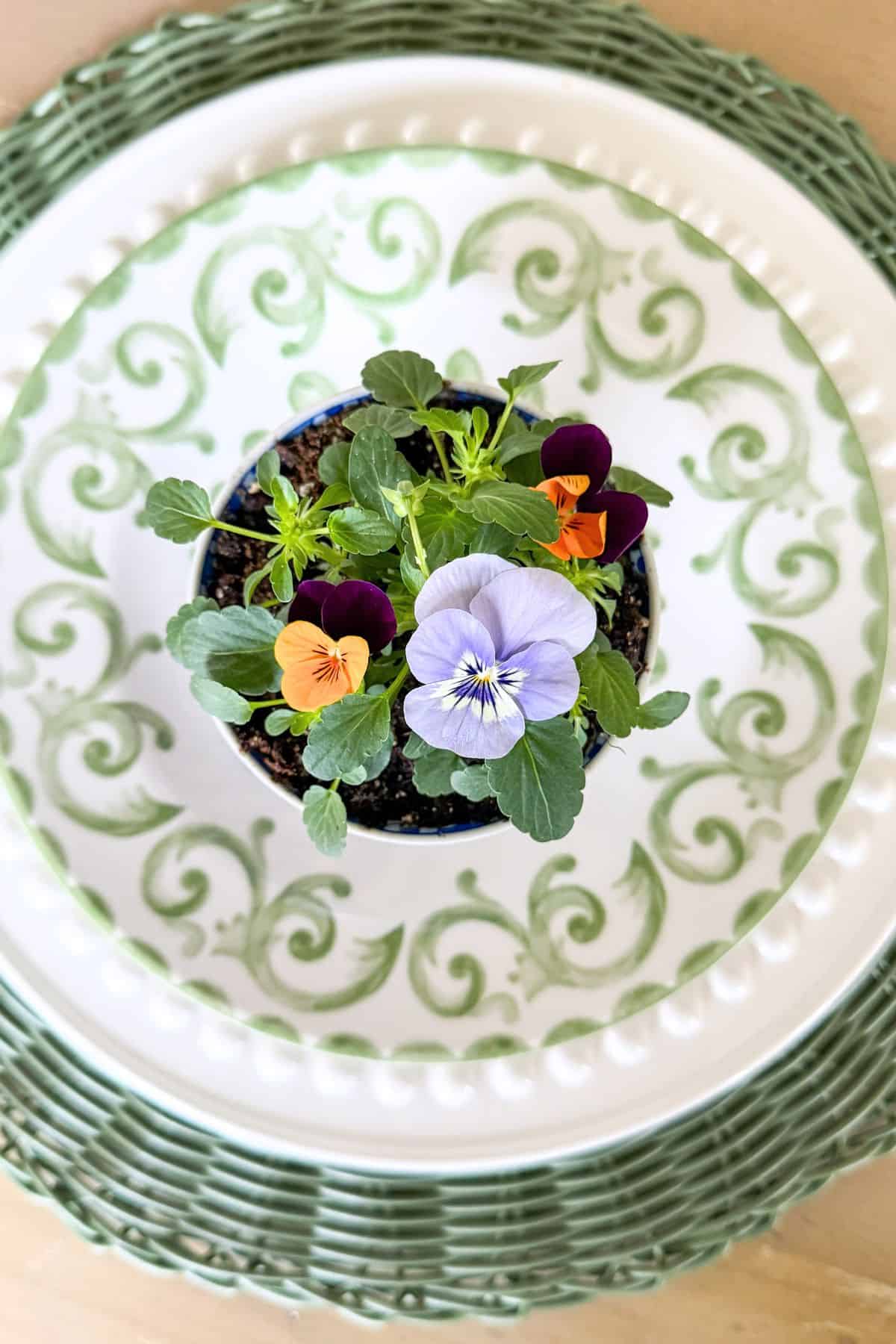 small potted pansies used as a spring place setting centerpiece on a green patterned plate with a woven charger