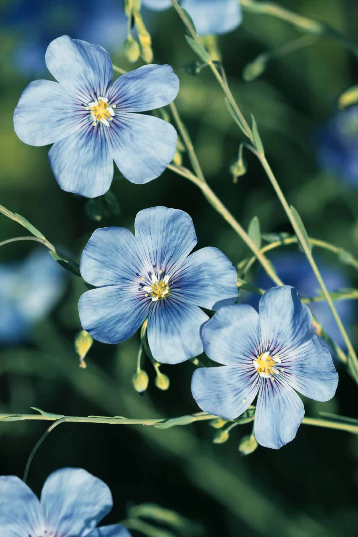Blue flowers