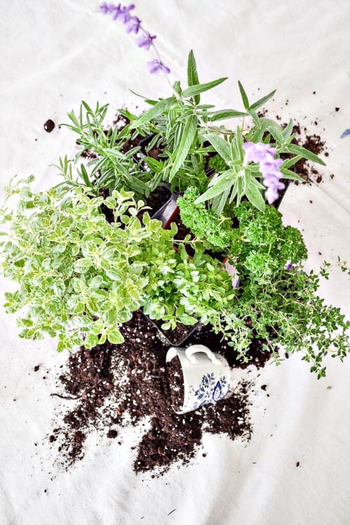 herbs and dirt with a blue and white cup