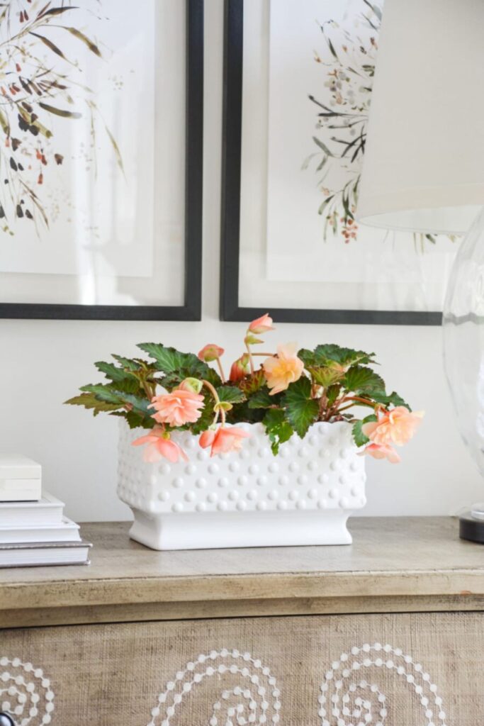 Peachy pink begonias in a white hobnail rectangular planter styled on a wood console table with botanical art in the background