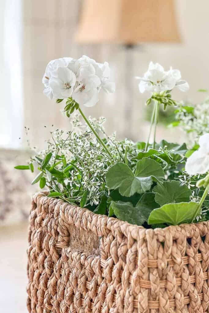 White geraniums and Diamond Snow euphorbia planted together in a woven basket for summer indoor home decor