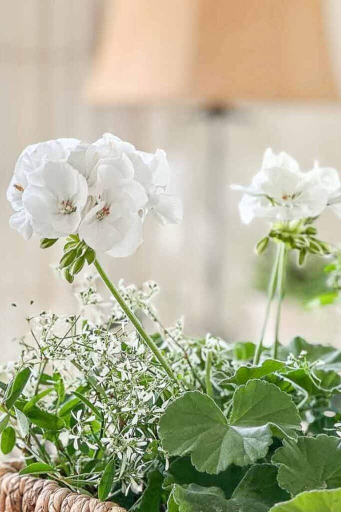 close-up of white hydrangeas