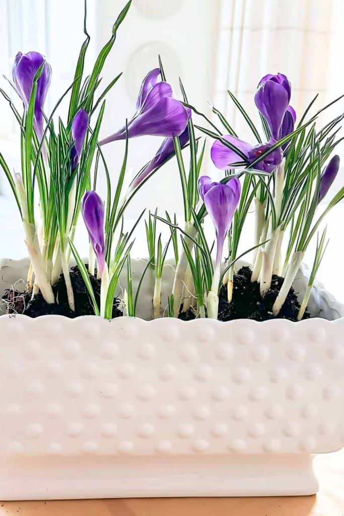 easy-easter-decorating-ideas-repotting-spring-bulbs.jpg