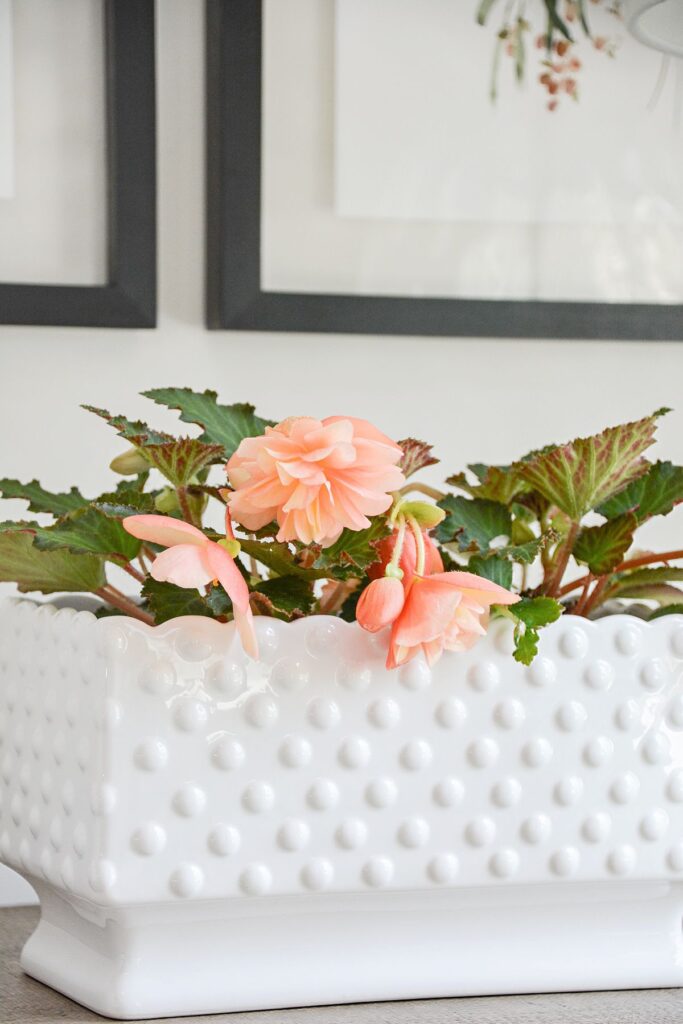 Peachy pink begonias planted in a white hobnail rectangular planter for beautiful summer indoor home decor