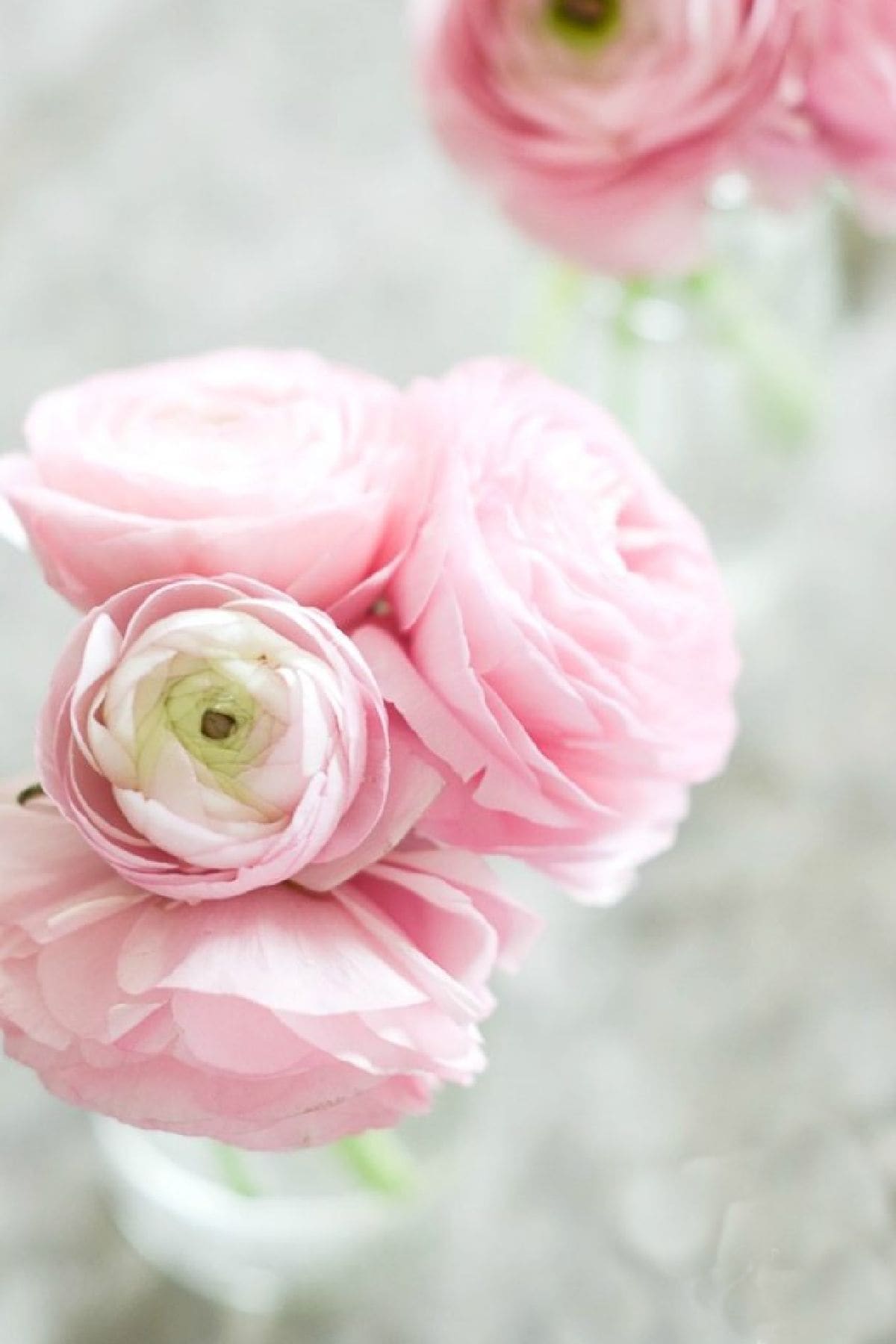 pink flowers