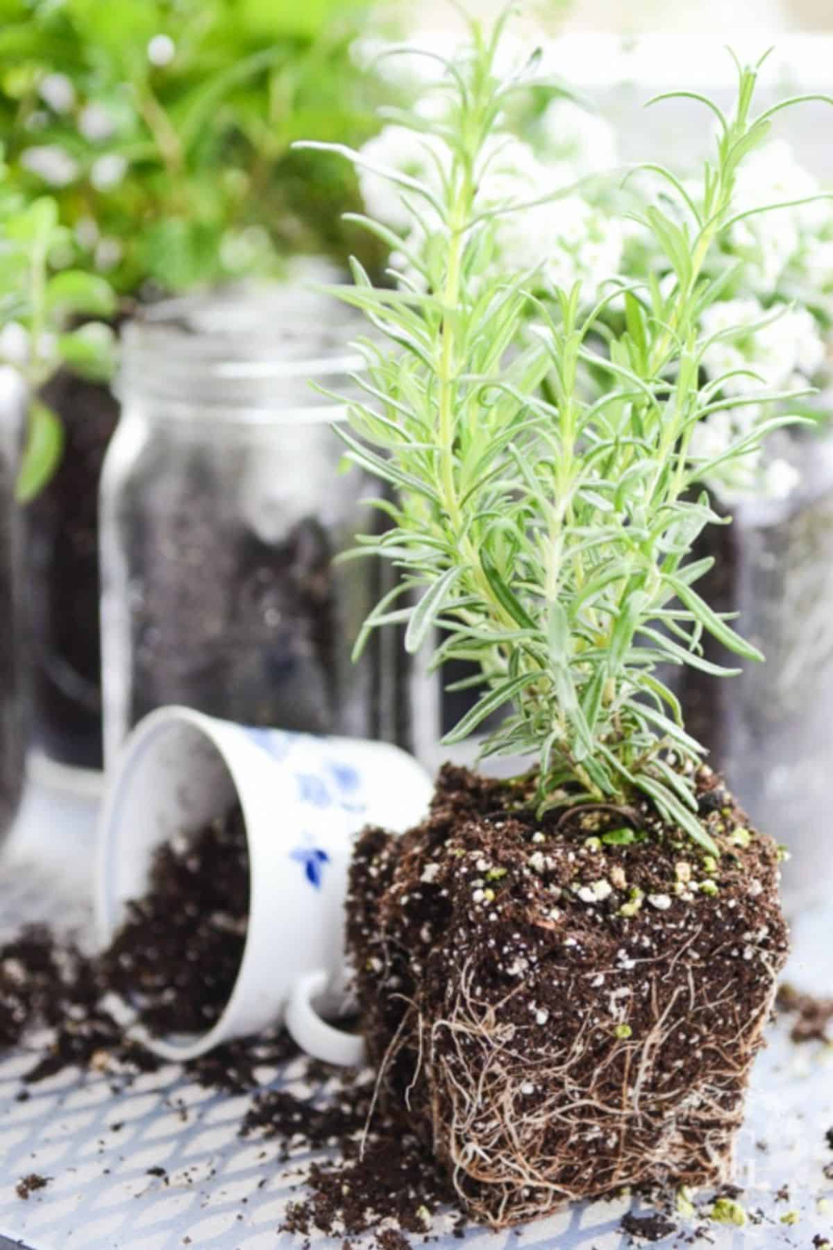 rosemary plant being repotted