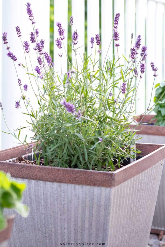 lavender in a small container