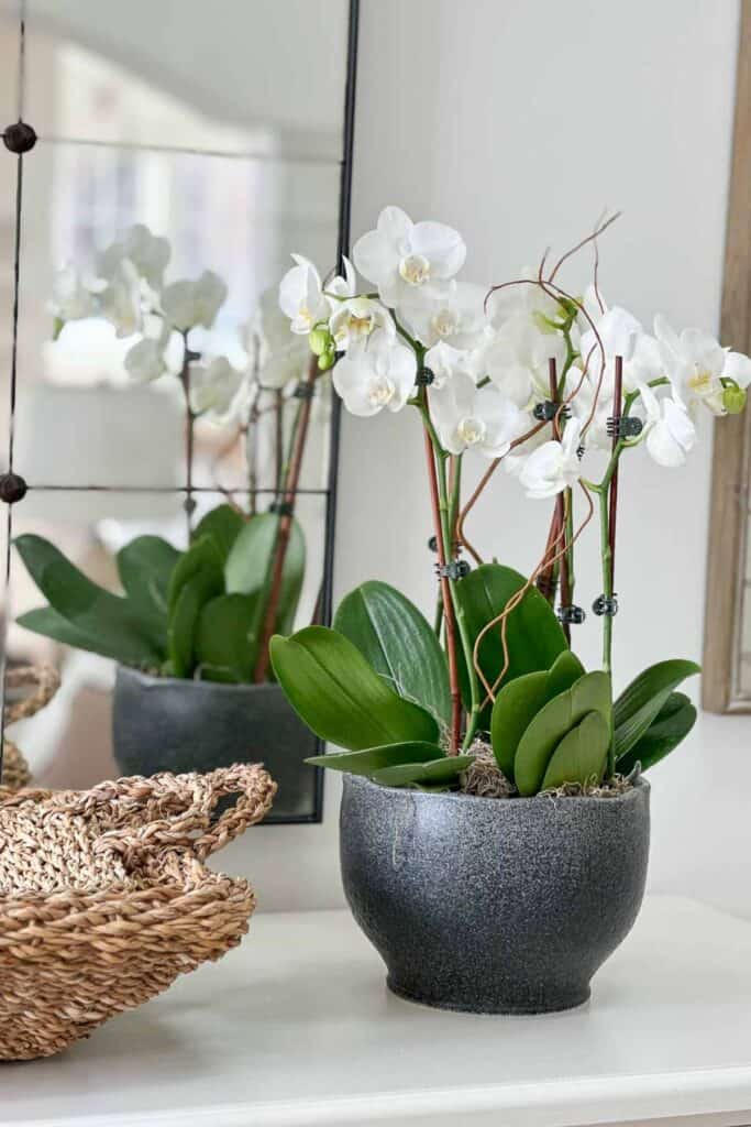 blooming orchids