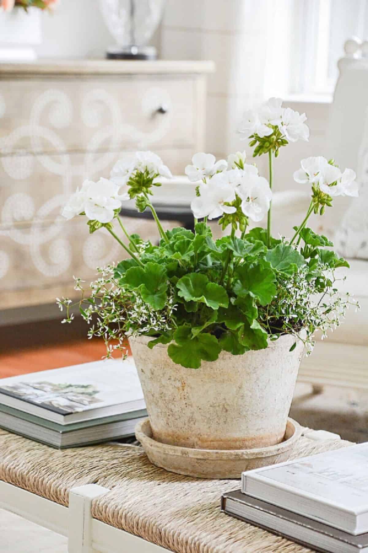 pot of geraniums on a coffee table