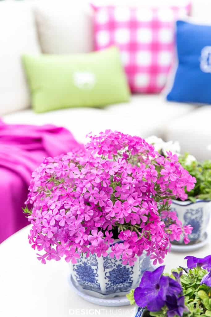 colorful plant on a porch