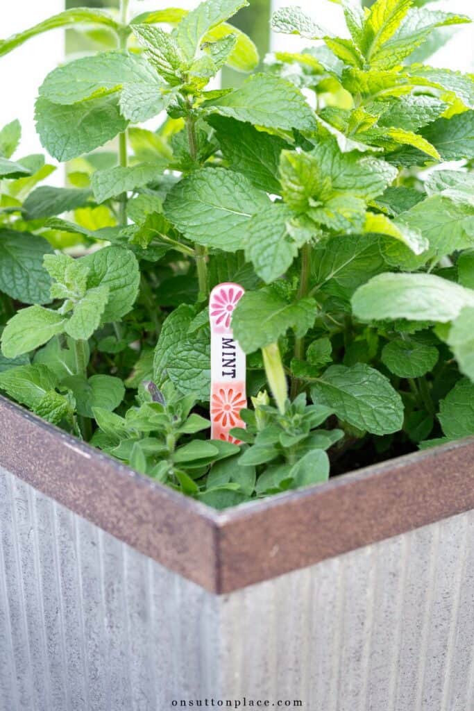 mint herb tag
