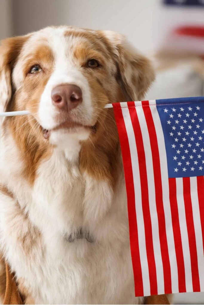 Fluffy red and white Australian Shepherd dog holding a small American flag in his mouth for Memorial Day