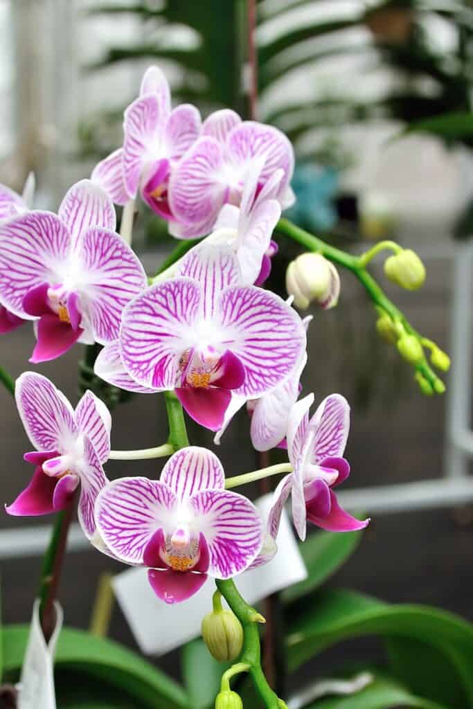 pink striped orchid