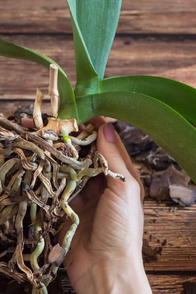 roots of an orchid