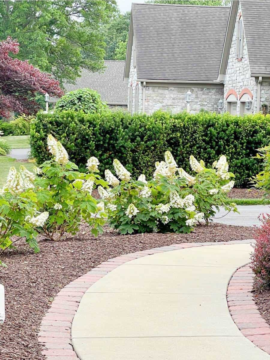 hydrangeas planted near the walk