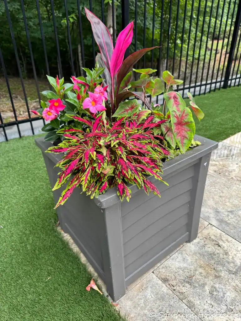 summer plants in a container
