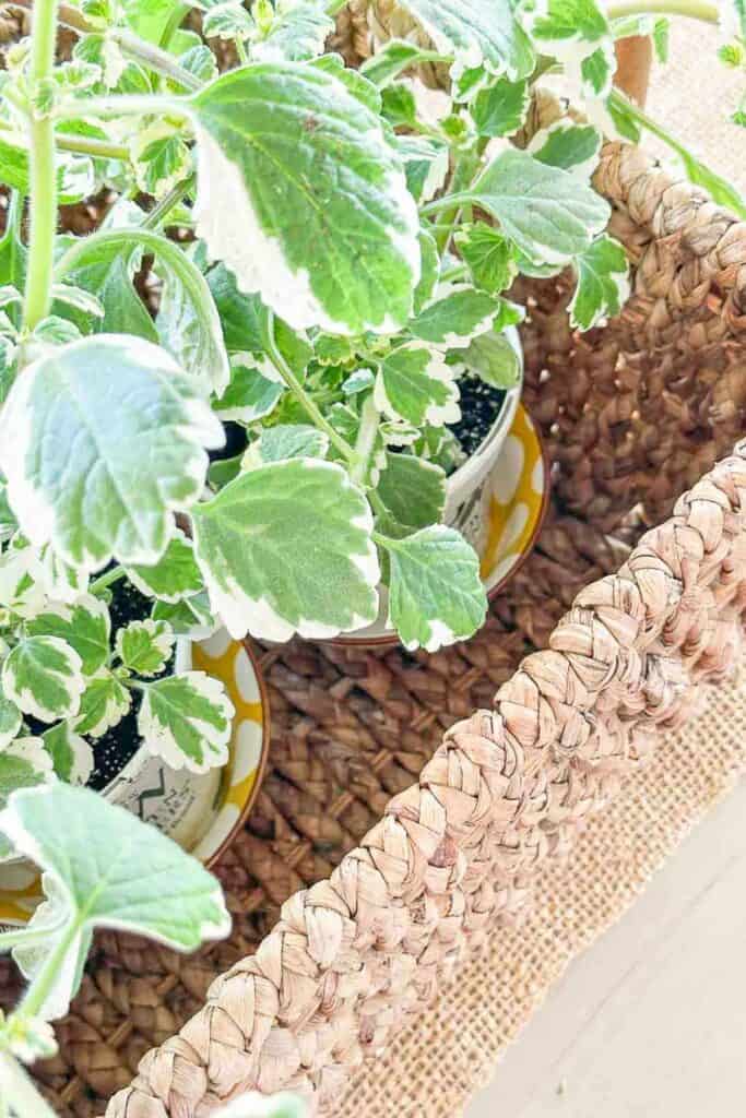 Summer Centerpiece- ivy in nursary pots