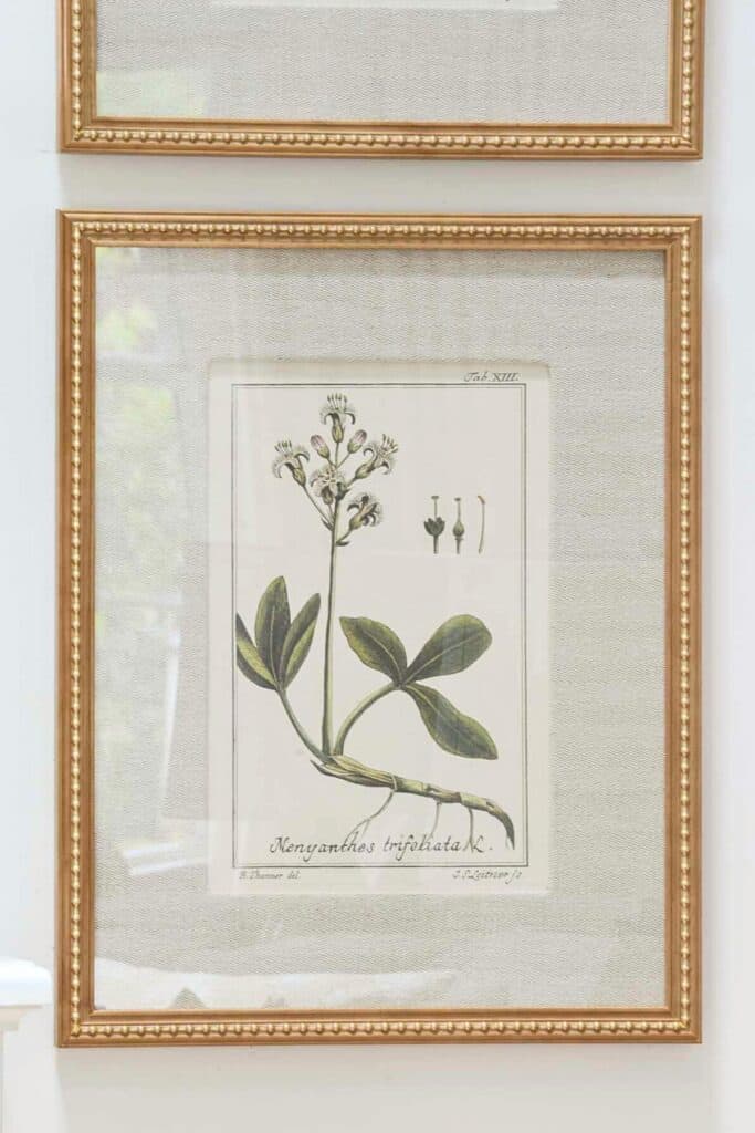 botanicals- frames