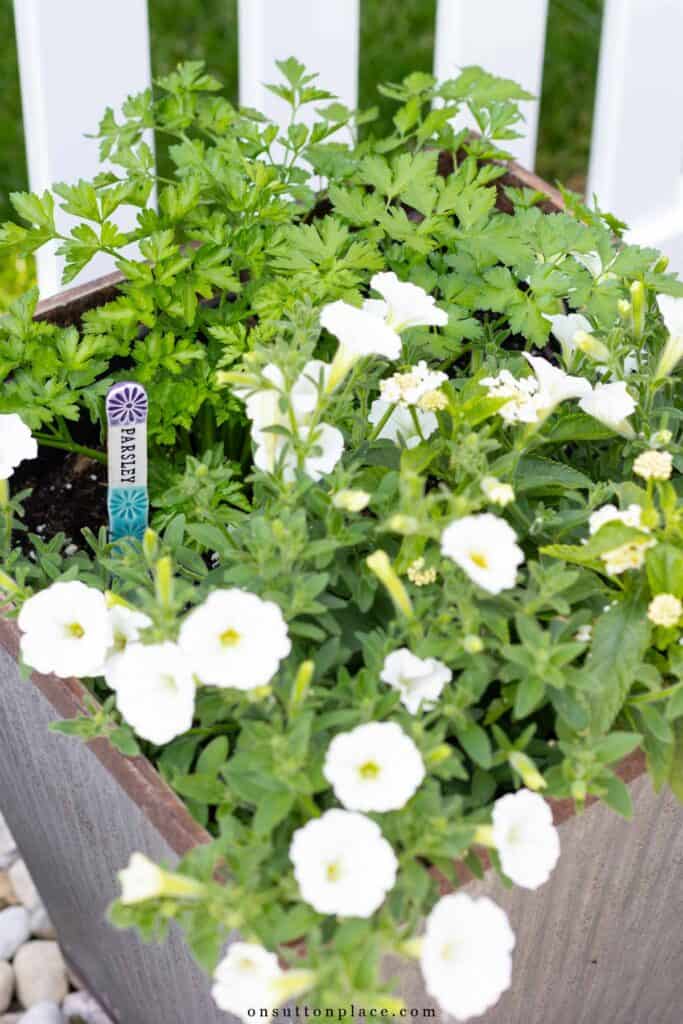 petunias in a container