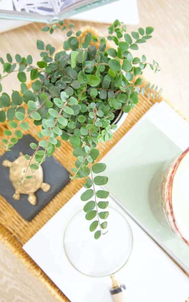 green plant in a vignette on the coffee table