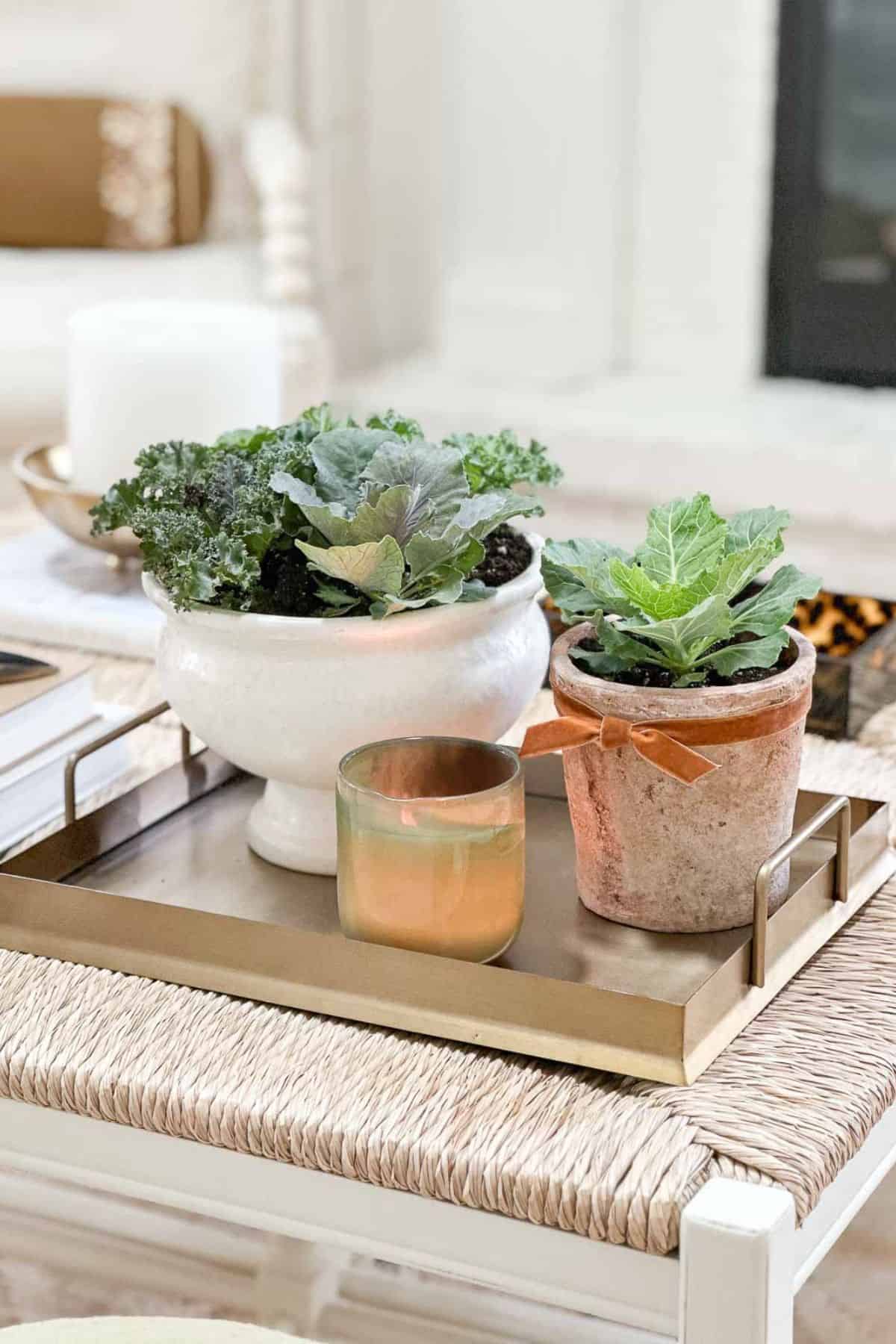 ORNAMENTAL CABBAGE IN CONTAINERS