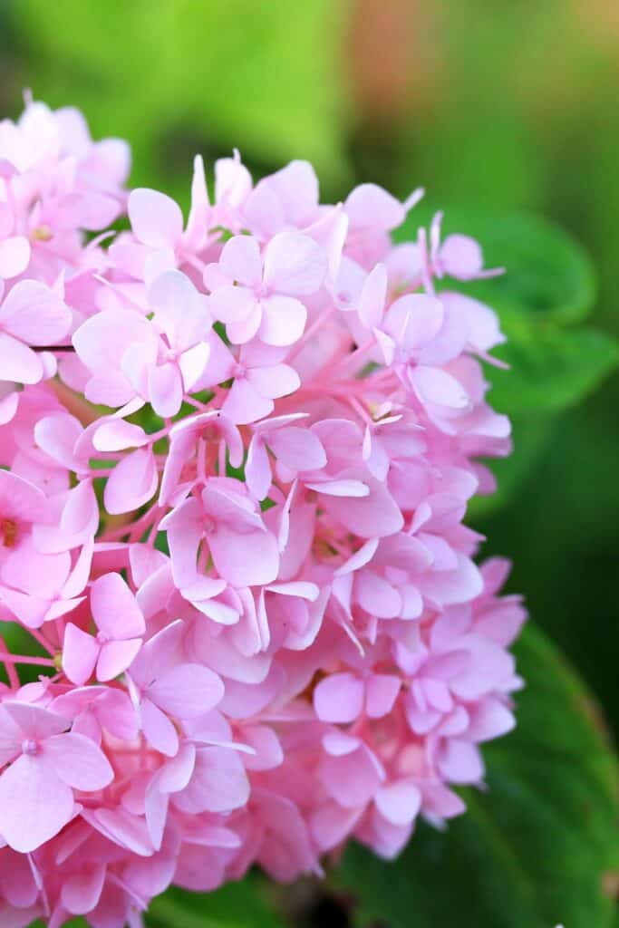 Close up of pink hydrangea