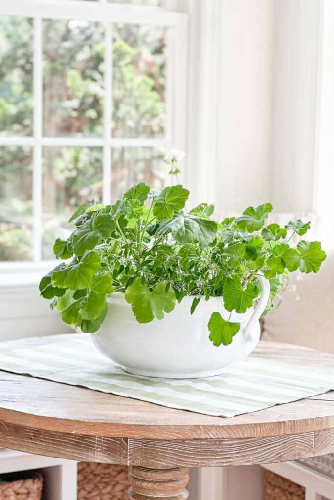 dish towel under a planter on a kitchen table
