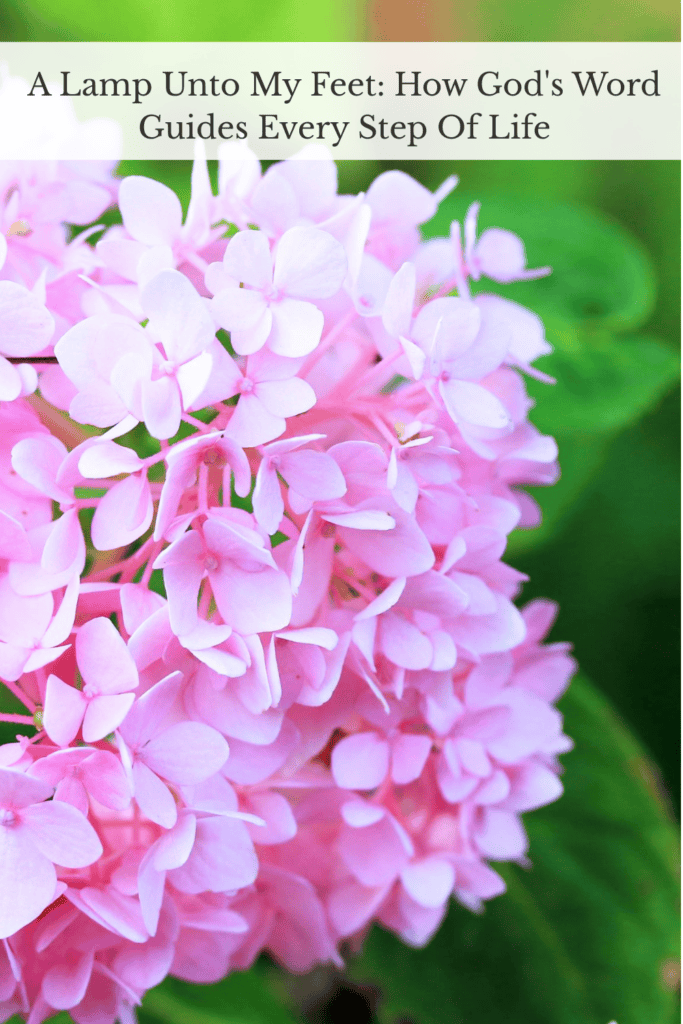 Close up of pink hydrangea