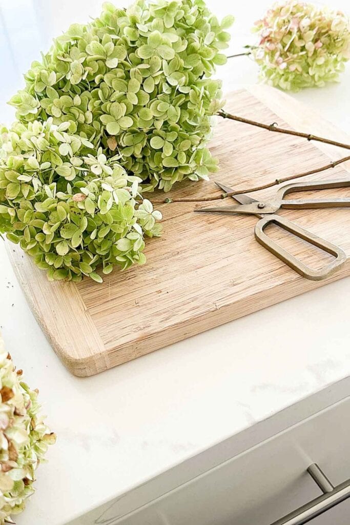 hydrangeas stems on a cutting board with scissors