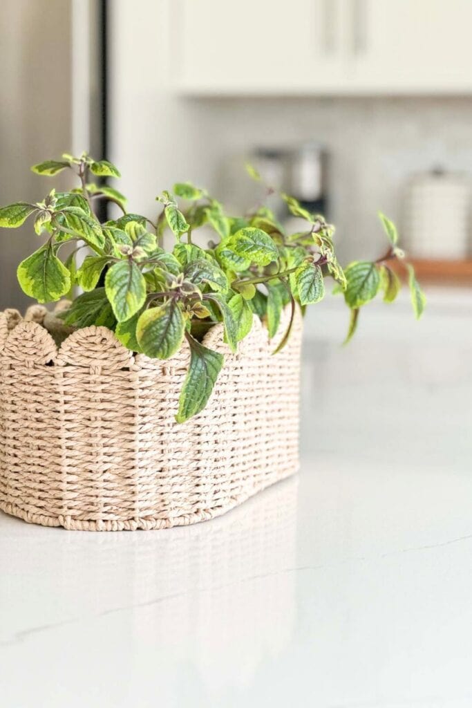 plant in a scalloped basket