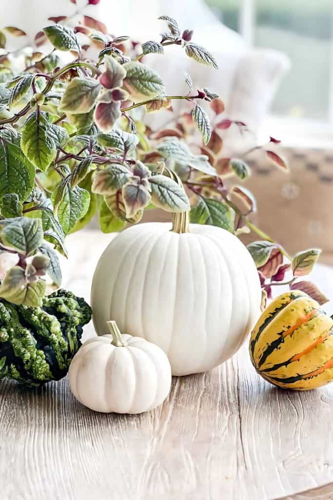 white pumpkin with gourds and plant on a table