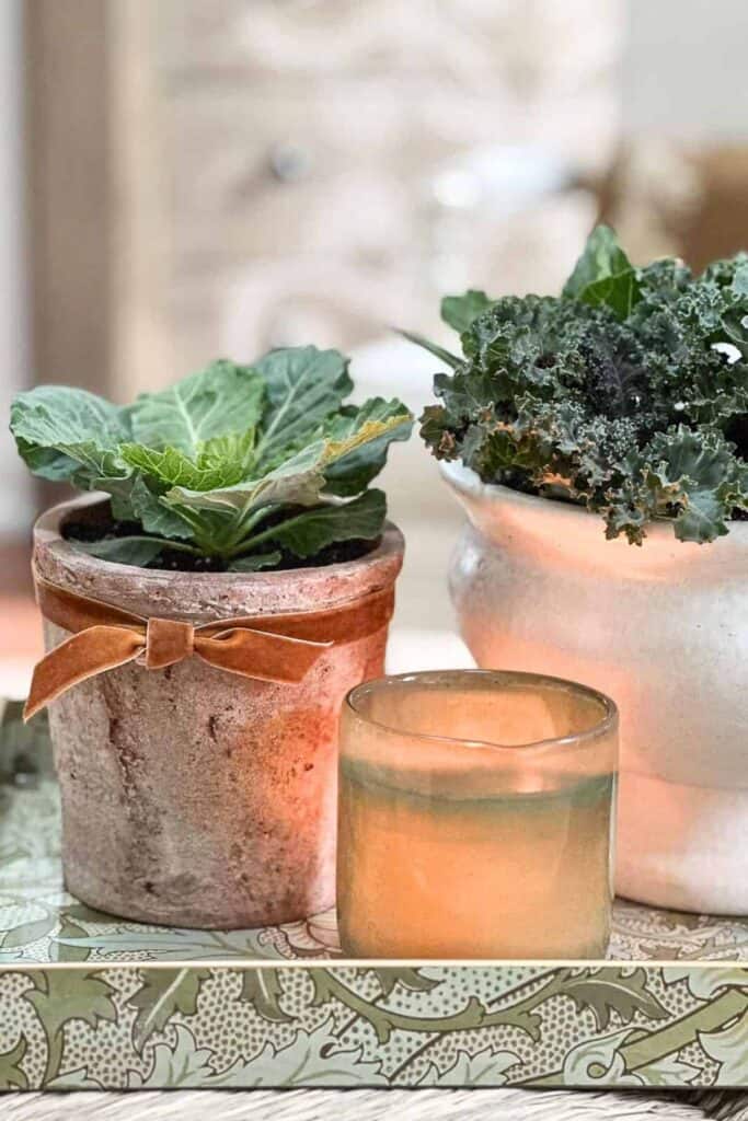 Ornamental cabbage and kale in terra cotta and stone pots with a lit candle on a coffee table