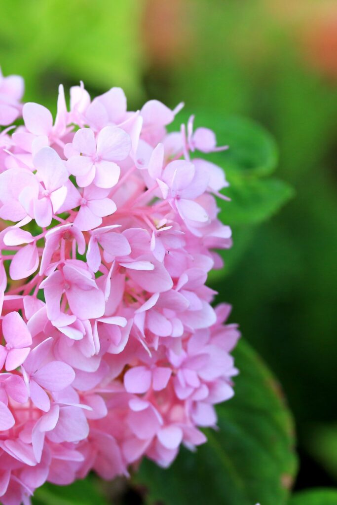 Close up of pink hydrangea