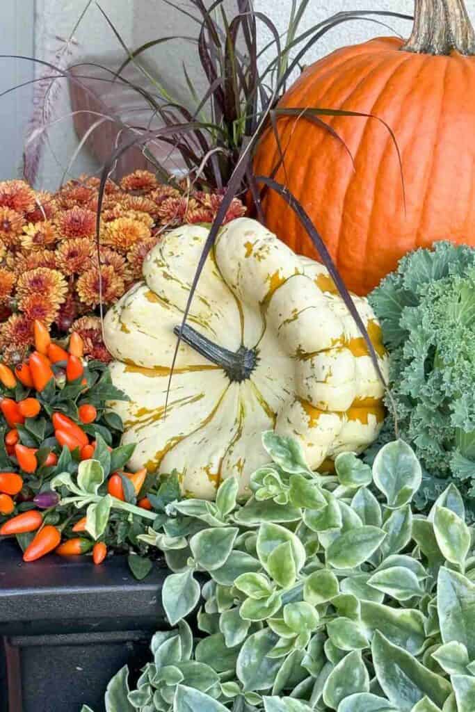 Fall planter with pumpkins, kale, orange peppers, and mums for a colorful and textured outdoor autumn display.