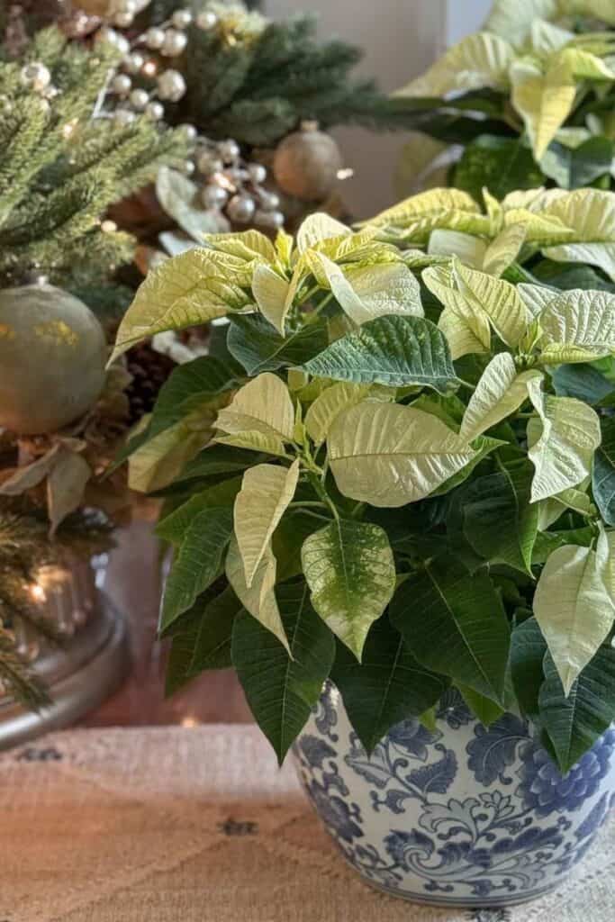 Christmas Tour 2025-poinsettias in a blue and white fishbowl planter