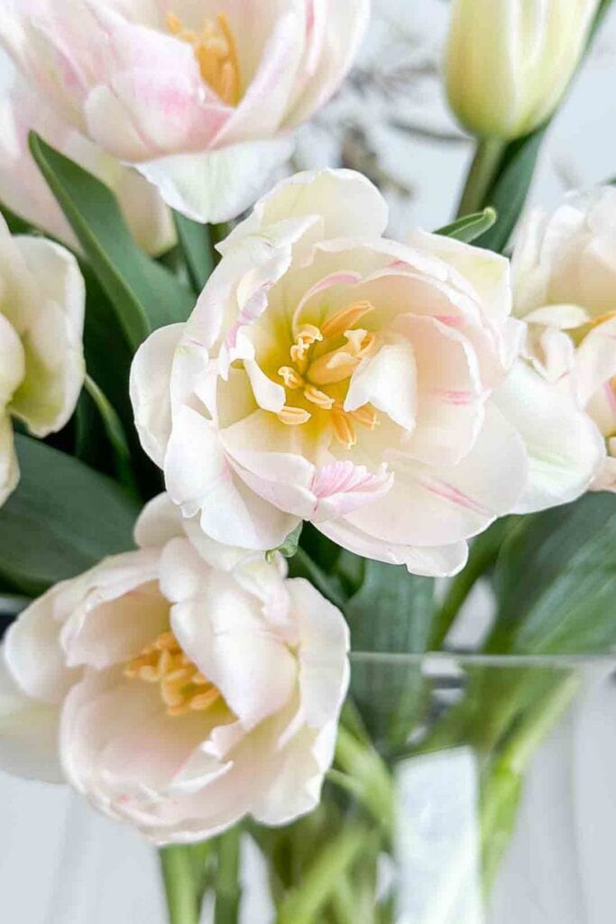 Soft white double tulips arranged in a clear glass vase for a spring home decorating how to post