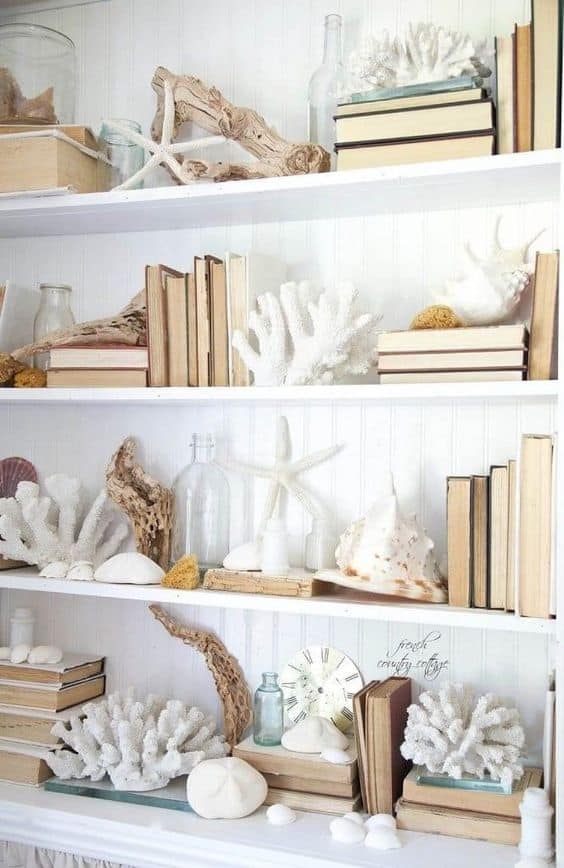 bookshelf with a collection of shells