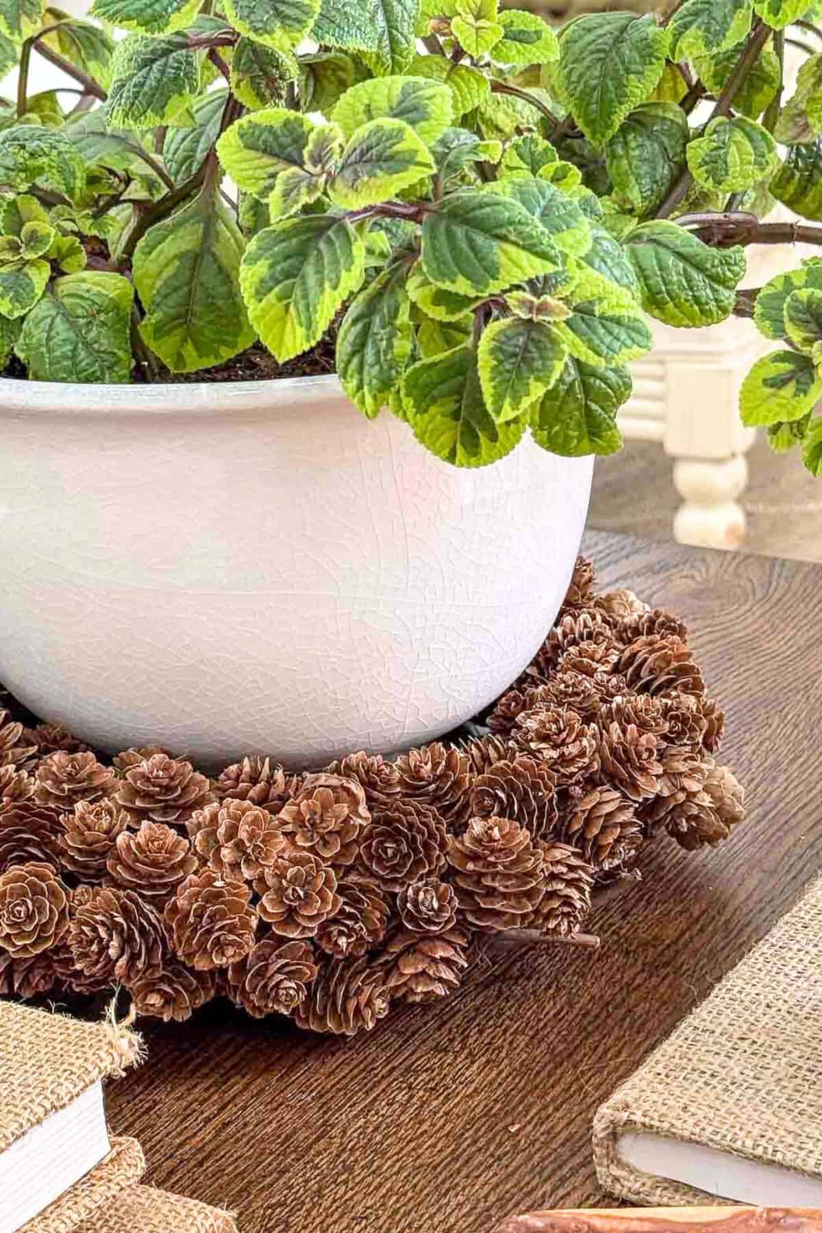 plant in a white bowl planter sitting on a small mini pinecone wreath