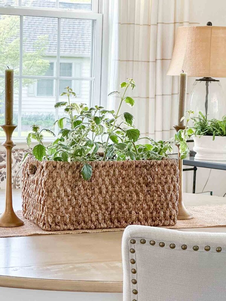 basket of ivy on A didingroom table