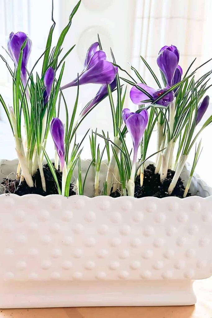 repotted spring bulbs growing indoors in a white planter with purple crocus flowers