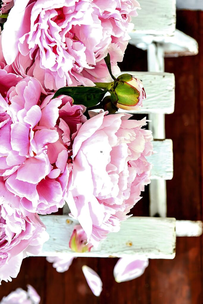 Peonies on a white bench