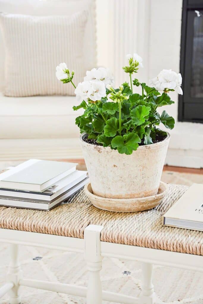 Decorating with annuals and perinnials indoors