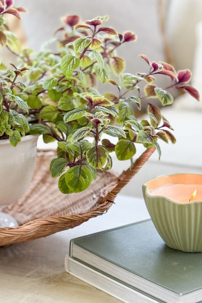 coleus plant in a white pot in a wicker tray with a green ribbed candle on stacked books for summer flat surface decorating