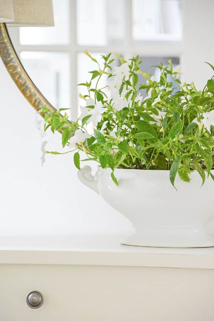 white trailing annual planted in a white ironstone tureen on a dresser next to a gold mirror for summer decorating indoors