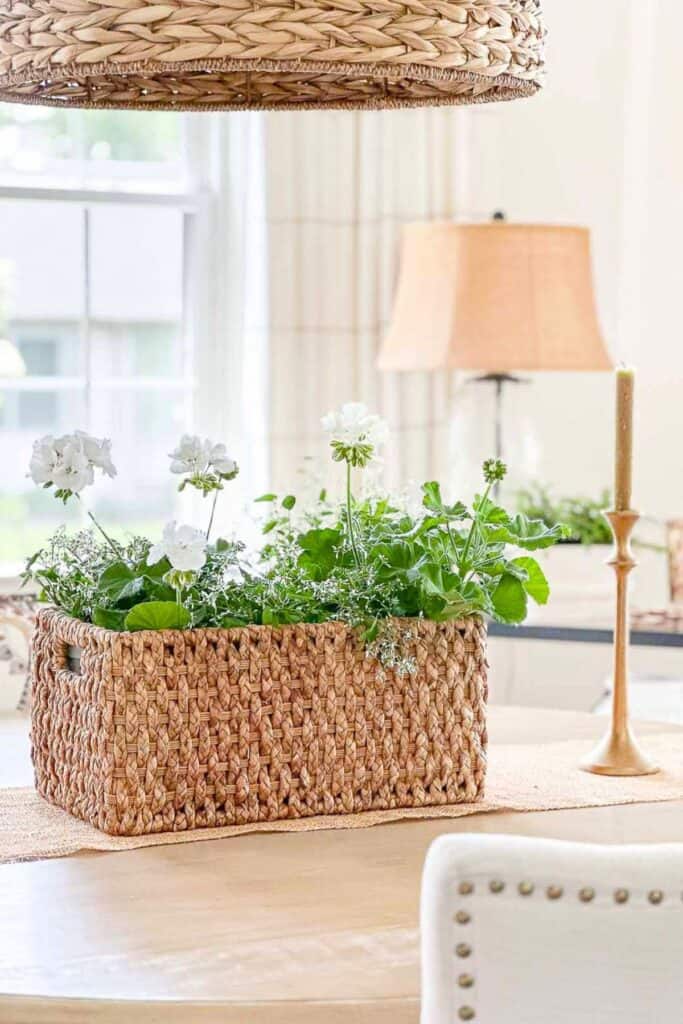 geraniums on a dining room table