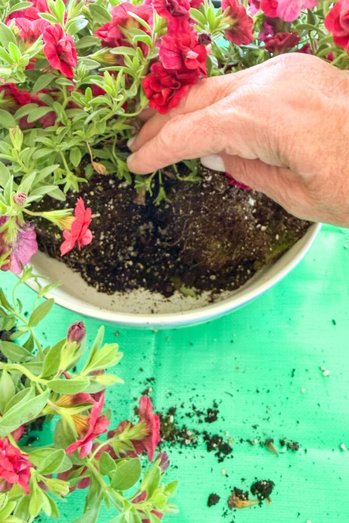 Hands pressing Superbells Double Ruby calibrachoa into a blue and white bowl with fresh potting mix on a folding indoor potting mat.