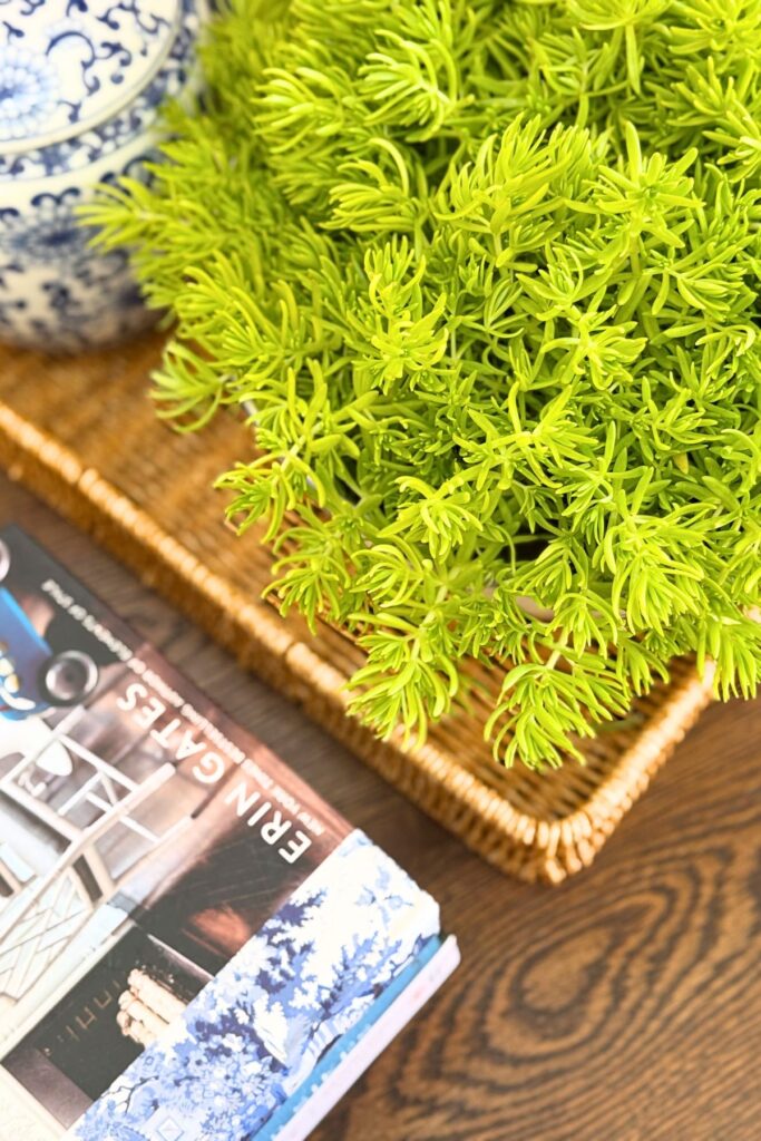 Close up of bright chartreuse Lemon Coral Sedum spilling over a blue and white bowl on a wicker tray beside stacked coffee table books for a patriotic living room vignette.