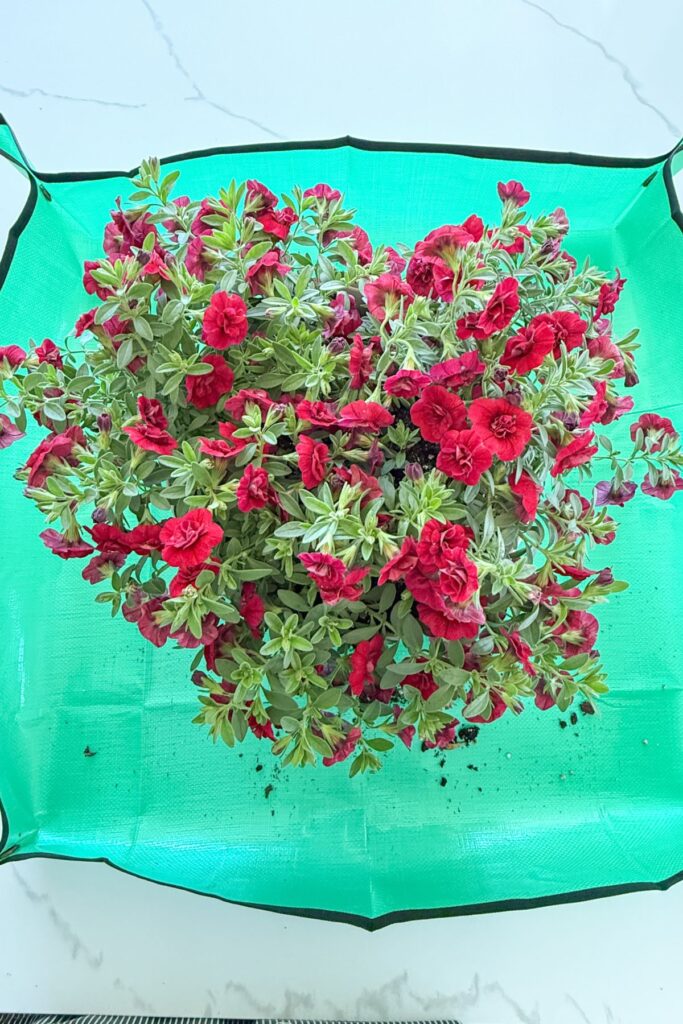 Superbells Double Ruby calibrachoa removed from its nursery pot and placed on a folding indoor potting mat ready for planting in a patriotic arrangement.